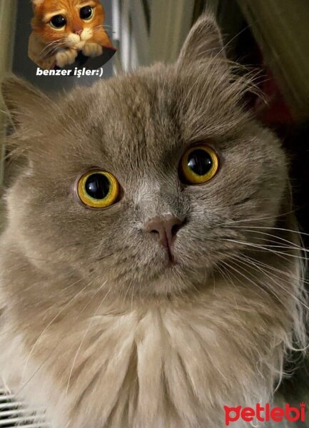 British Longhair, Kedi  Ceviz fotoğrafı