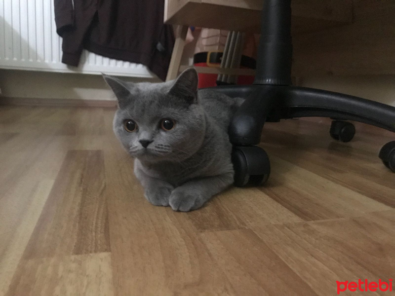 British Shorthair, Kedi  leydi fotoğrafı