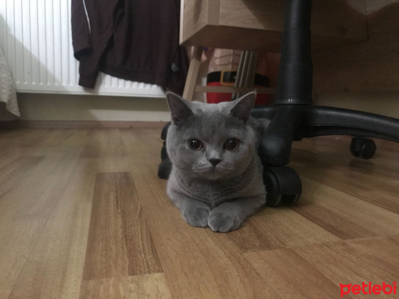 British Shorthair, Kedi  leydi fotoğrafı