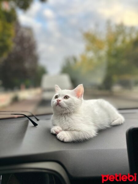 British Shorthair, Kedi  Misha fotoğrafı