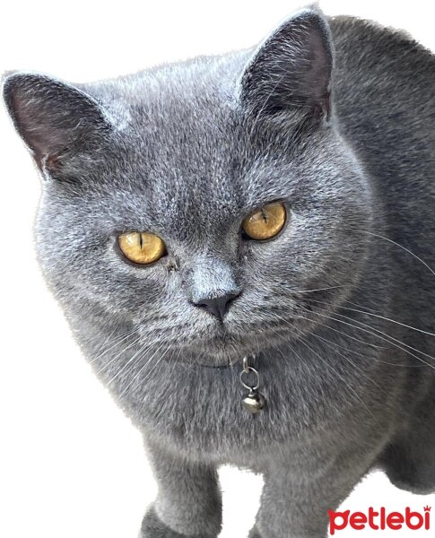 British Shorthair, Kedi  gece fotoğrafı