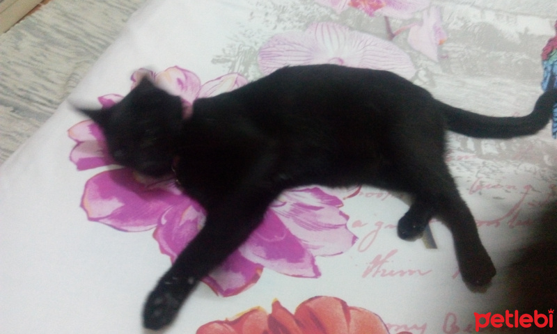 Tekir Kedi, Kedi  Gece fotoğrafı