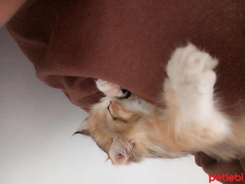 Norwegian Forest, Kedi  Bobi fotoğrafı