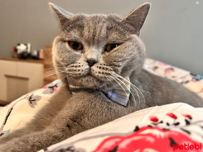 British Longhair, Kedi  Neşe fotoğrafı