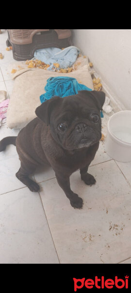 Pug, Köpek  ADINI SİZ KOYUN 05529300178 fotoğrafı