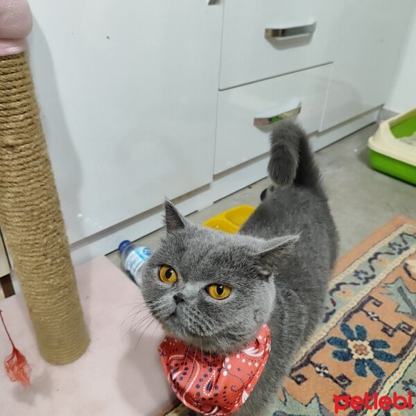 British Shorthair, Kedi  Pofuduk fotoğrafı