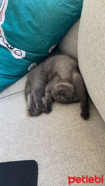 Scottish Fold, Kedi  Neptün fotoğrafı