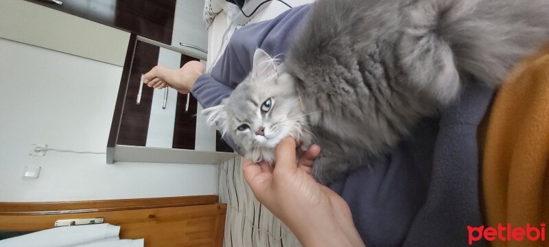 British Longhair, Kedi  Paşa fotoğrafı