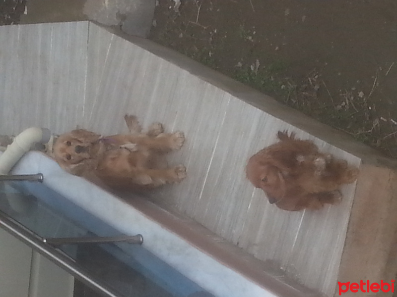 Amerikan Cocker Spaniel, Köpek  Concon tarçin fotoğrafı