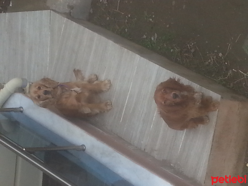 Amerikan Cocker Spaniel, Köpek  Concon tarçin fotoğrafı