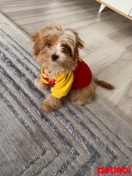 Maltese, Köpek  Ciro fotoğrafı