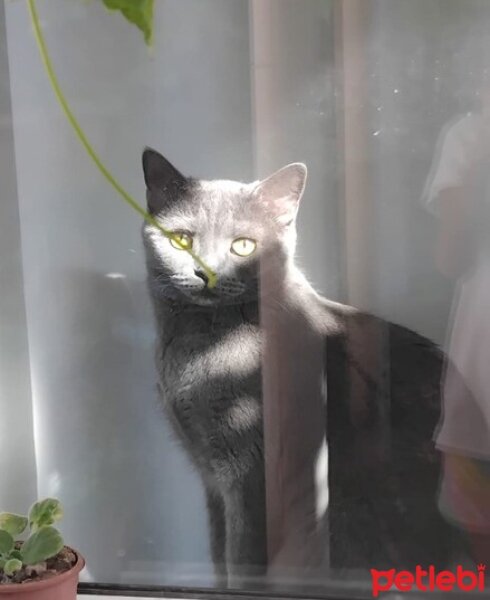 British Shorthair, Kedi  Suzi fotoğrafı