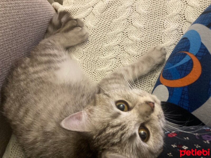 British Shorthair, Kedi  Leyla fotoğrafı