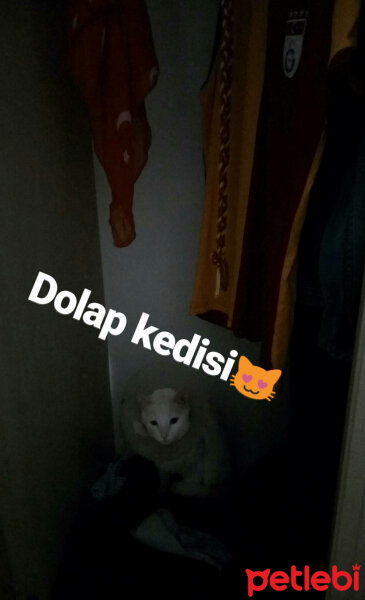 Ankara Kedisi, Kedi  Beyazıt fotoğrafı