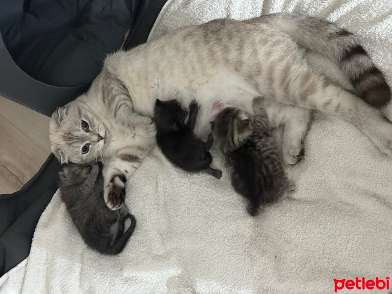 Scottish Fold, Kedi  Kartanesi fotoğrafı