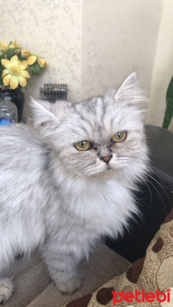 İran Kedisi (Persian), Kedi  Duman fotoğrafı