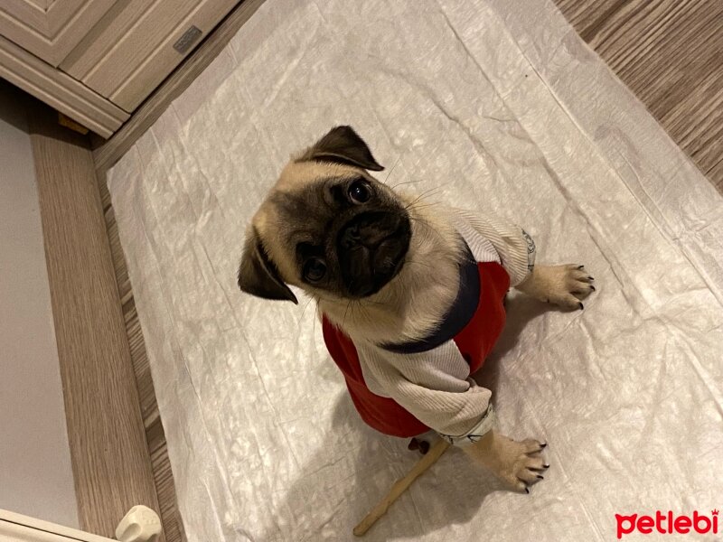 Pug, Köpek  İnci fotoğrafı