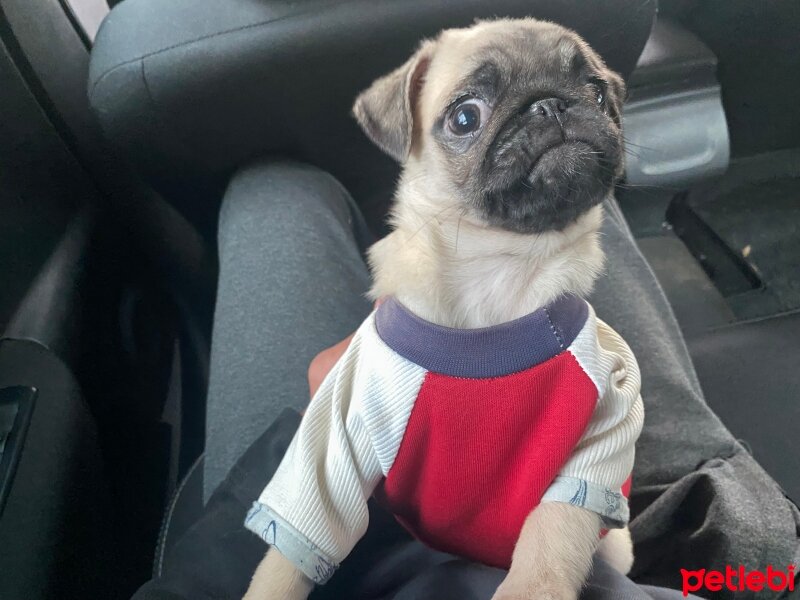 Pug, Köpek  İnci fotoğrafı