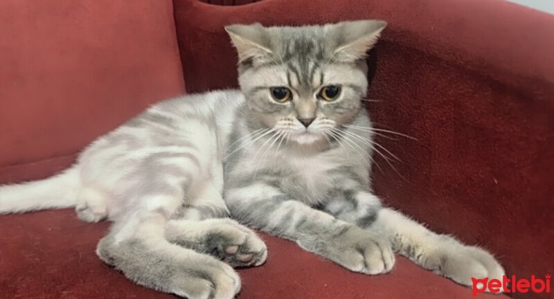 British Shorthair, Kedi  Gece fotoğrafı