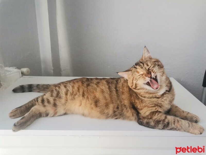 Tekir Kedi, Kedi  Fındık fotoğrafı