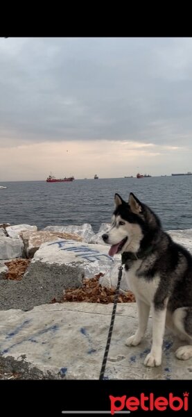 Sibirya Kurdu (Husky), Köpek  Mars fotoğrafı