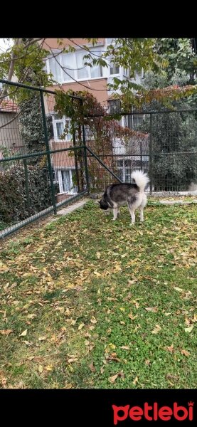 Sibirya Kurdu (Husky), Köpek  Mars fotoğrafı