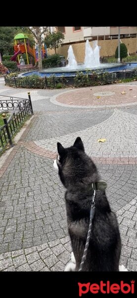 Sibirya Kurdu (Husky), Köpek  Mars fotoğrafı