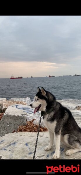 Sibirya Kurdu (Husky), Köpek  Mars fotoğrafı