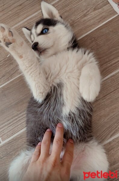 Sibirya Kurdu (Husky), Köpek  Mars fotoğrafı