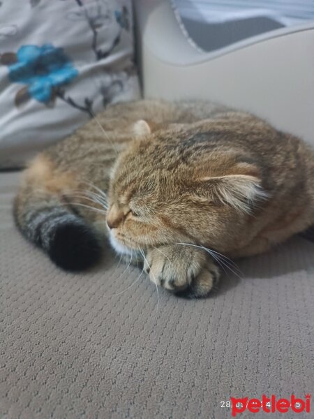 Scottish Fold, Kedi  Luna fotoğrafı