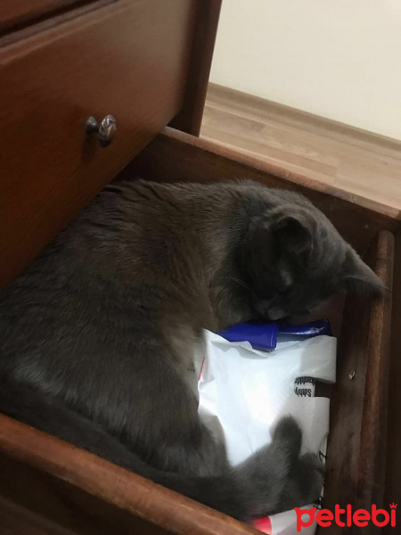Nebelung, Kedi  Oddish fotoğrafı