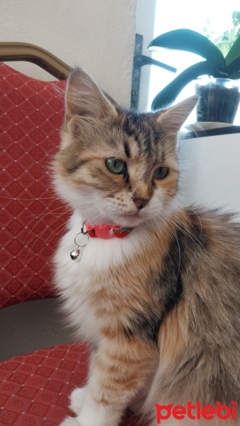 Norwegian Forest, Kedi  Lina fotoğrafı