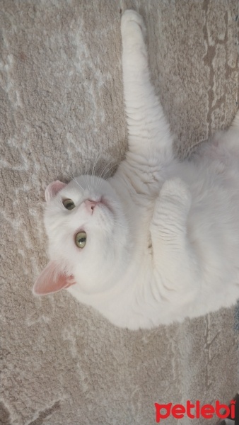 Van Kedisi, Kedi  Kızım fotoğrafı