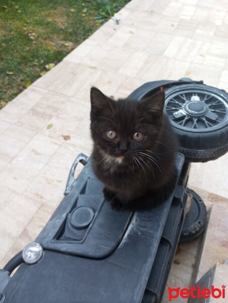 Tekir Kedi, Kedi  Kömür fotoğrafı