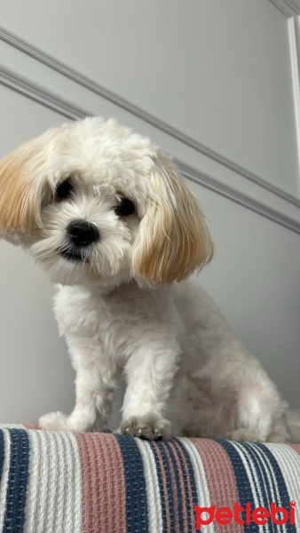 Maltese, Köpek  Merry fotoğrafı