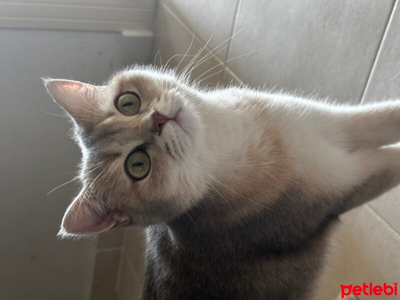 British Shorthair, Kedi  Leona fotoğrafı