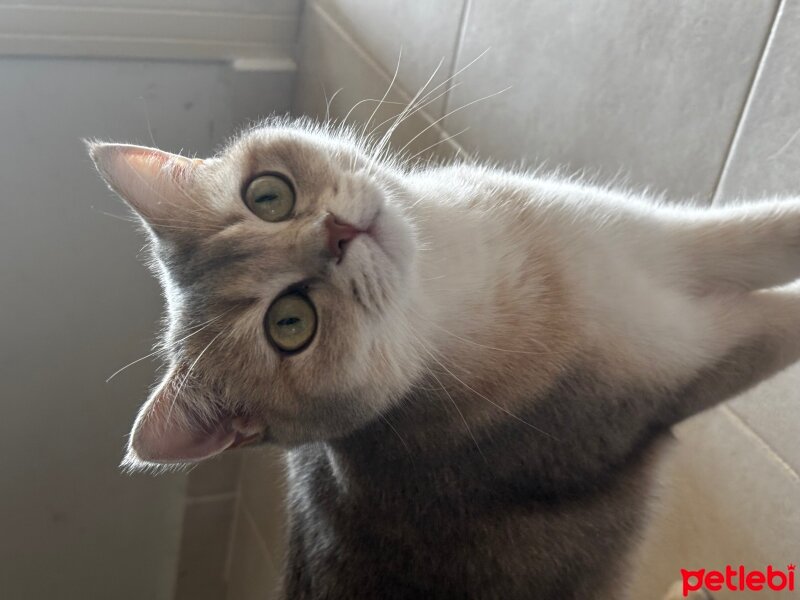 British Shorthair, Kedi  Leona fotoğrafı