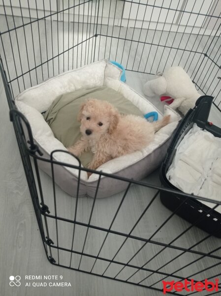 Poodle (Minyatür Kaniş), Köpek  Alfred fotoğrafı