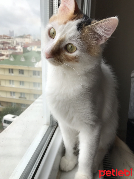 Ankara Kedisi, Kedi  Mocha fotoğrafı