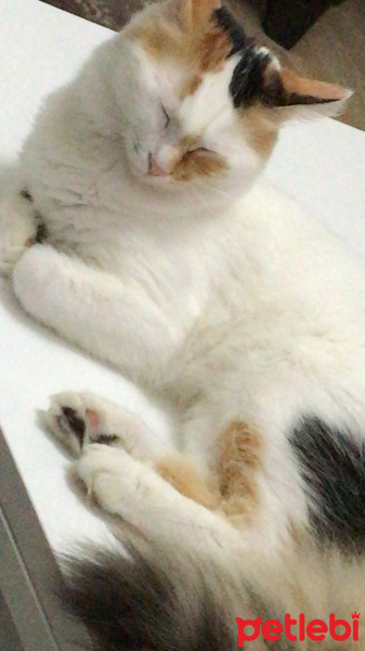 Ankara Kedisi, Kedi  Mocha fotoğrafı