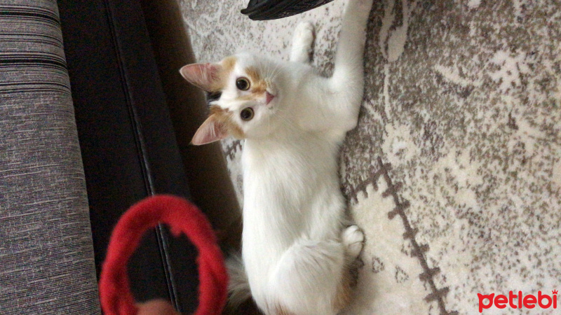 Ankara Kedisi, Kedi  Mocha fotoğrafı