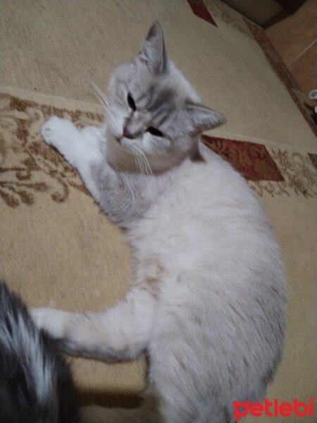 Scottish Fold, Kedi  Poncik fotoğrafı