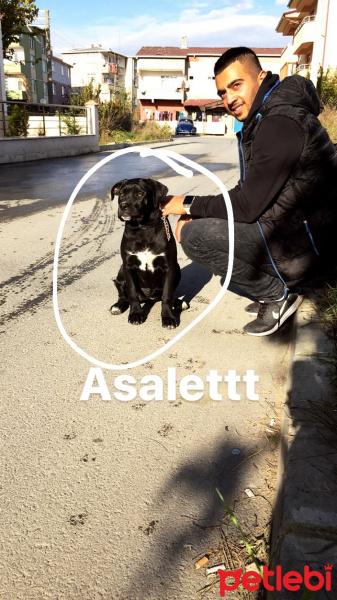 Cane Corso Italiano, Köpek  Eyşa fotoğrafı