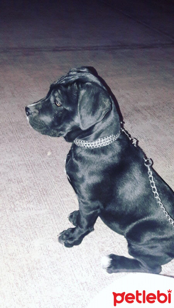 Cane Corso Italiano, Köpek  Eyşa fotoğrafı