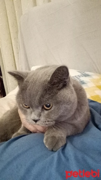 British Shorthair, Kedi  Civan fotoğrafı