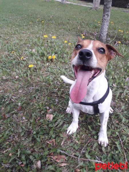 Jack Russell Terrier, Köpek  marcos fotoğrafı