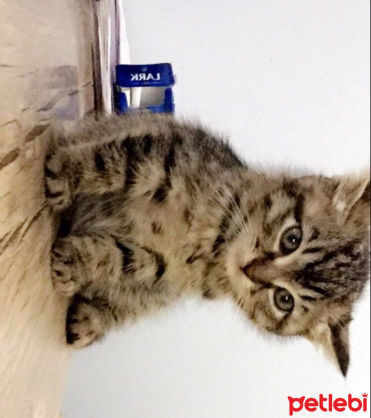 Tekir Kedi, Kedi  Luna fotoğrafı