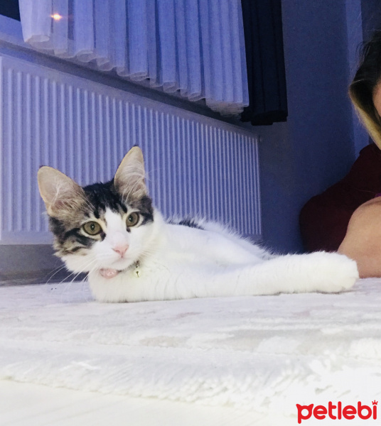 Tekir Kedi, Kedi  Luna fotoğrafı