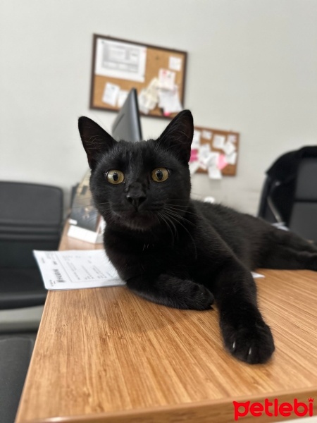 Bombay, Kedi  Kirli fotoğrafı