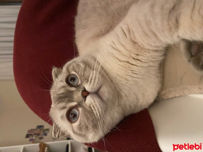 Scottish Fold, Kedi  Gümüş fotoğrafı